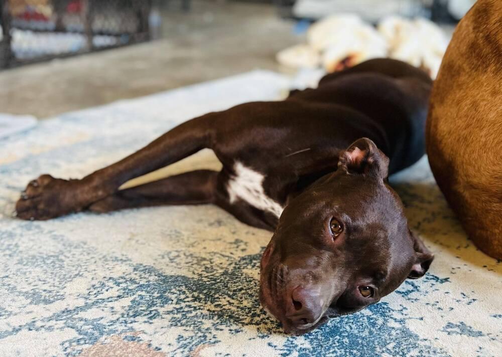 Enlarge Jenny, a Adoptable mixed breed in Dallas, TX image 2/3
