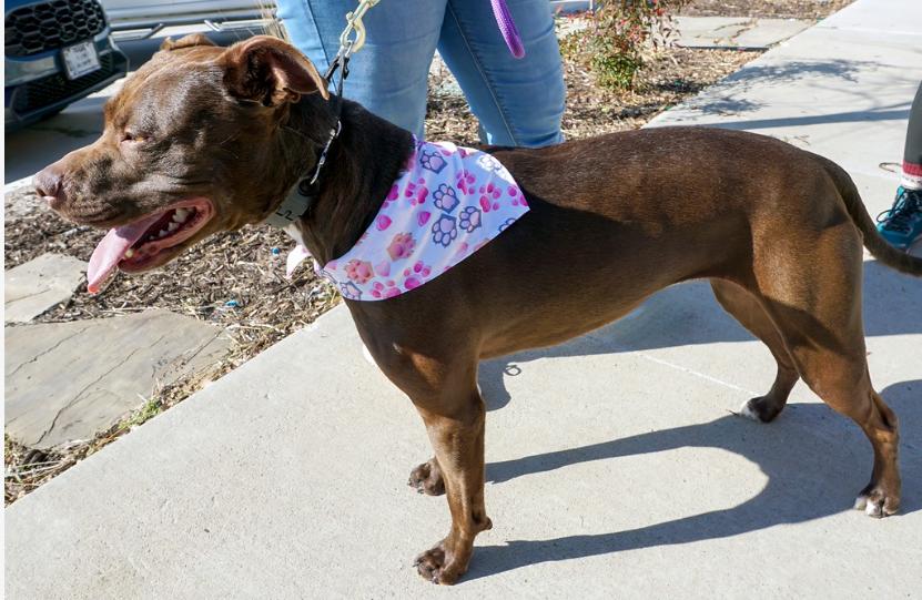 Enlarge Jenny, a Adoptable mixed breed in Dallas, TX image 3/3