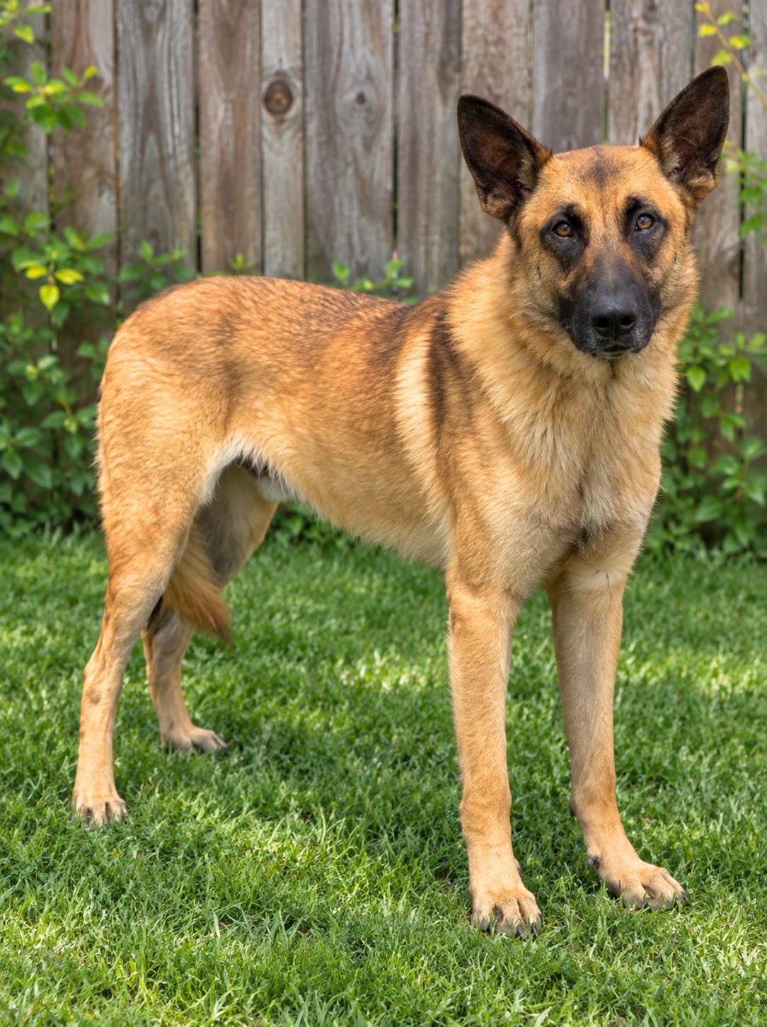 Melvin, Adoptable, Adult Male Belgian Shepherd / Malinois & German Shepherd Dog.