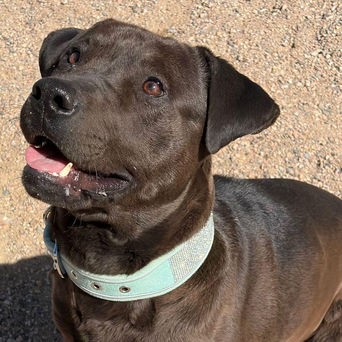 Edgar/buddy, Adoptable, Adult Male American Staffordshire Terrier.