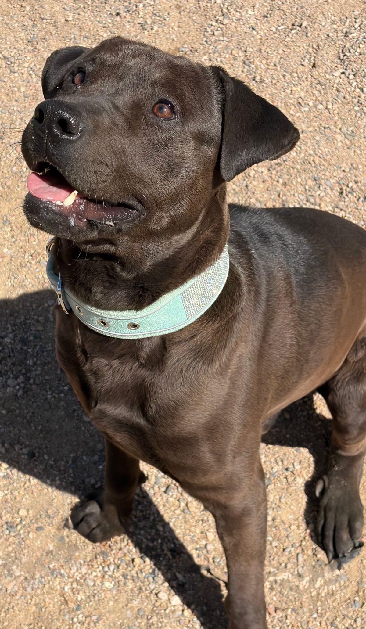 Enlarge Edgar, a Adoptable American Staffordshire Terrier in Kingman, AZ image 1/3