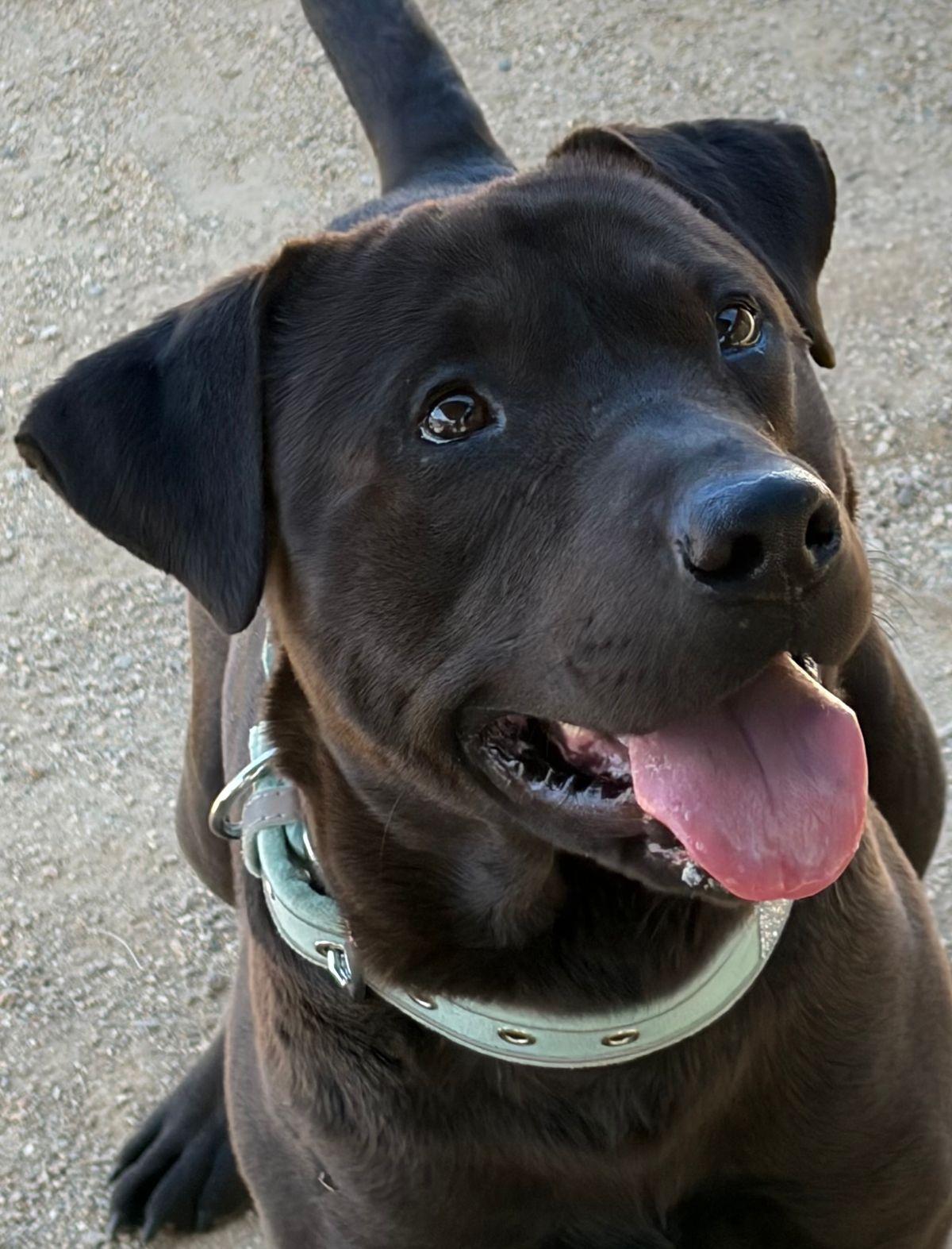 Enlarge Edgar, a Adoptable American Staffordshire Terrier in Kingman, AZ image 2/3