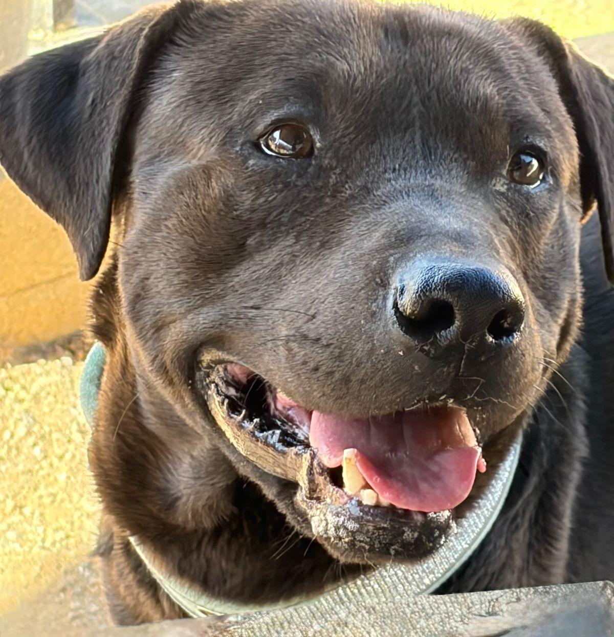 Enlarge Edgar, a Adoptable American Staffordshire Terrier in Kingman, AZ image 3/3