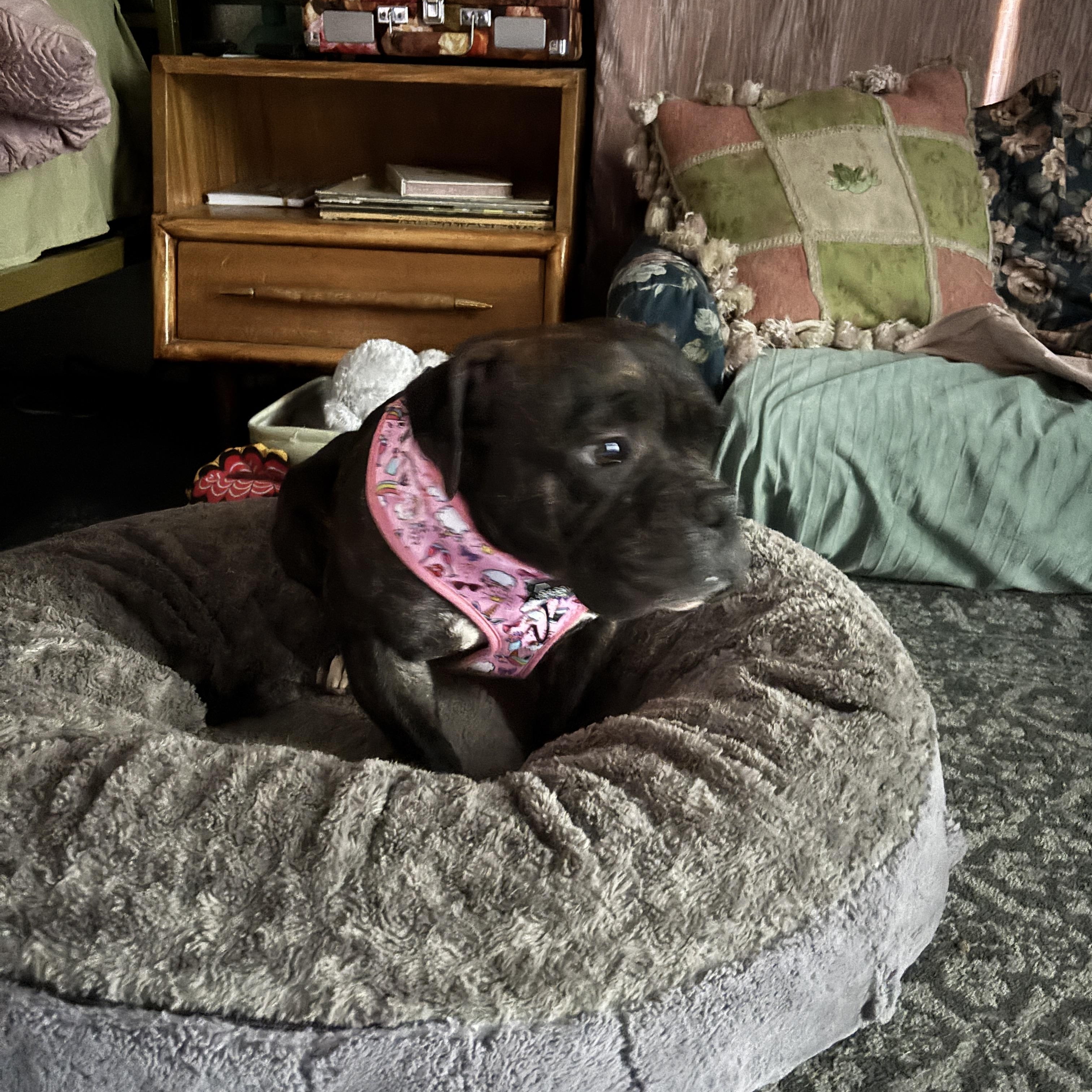 Enlarge Birdie, a Adopted American Bully in Las Vegas, NV image 1/6