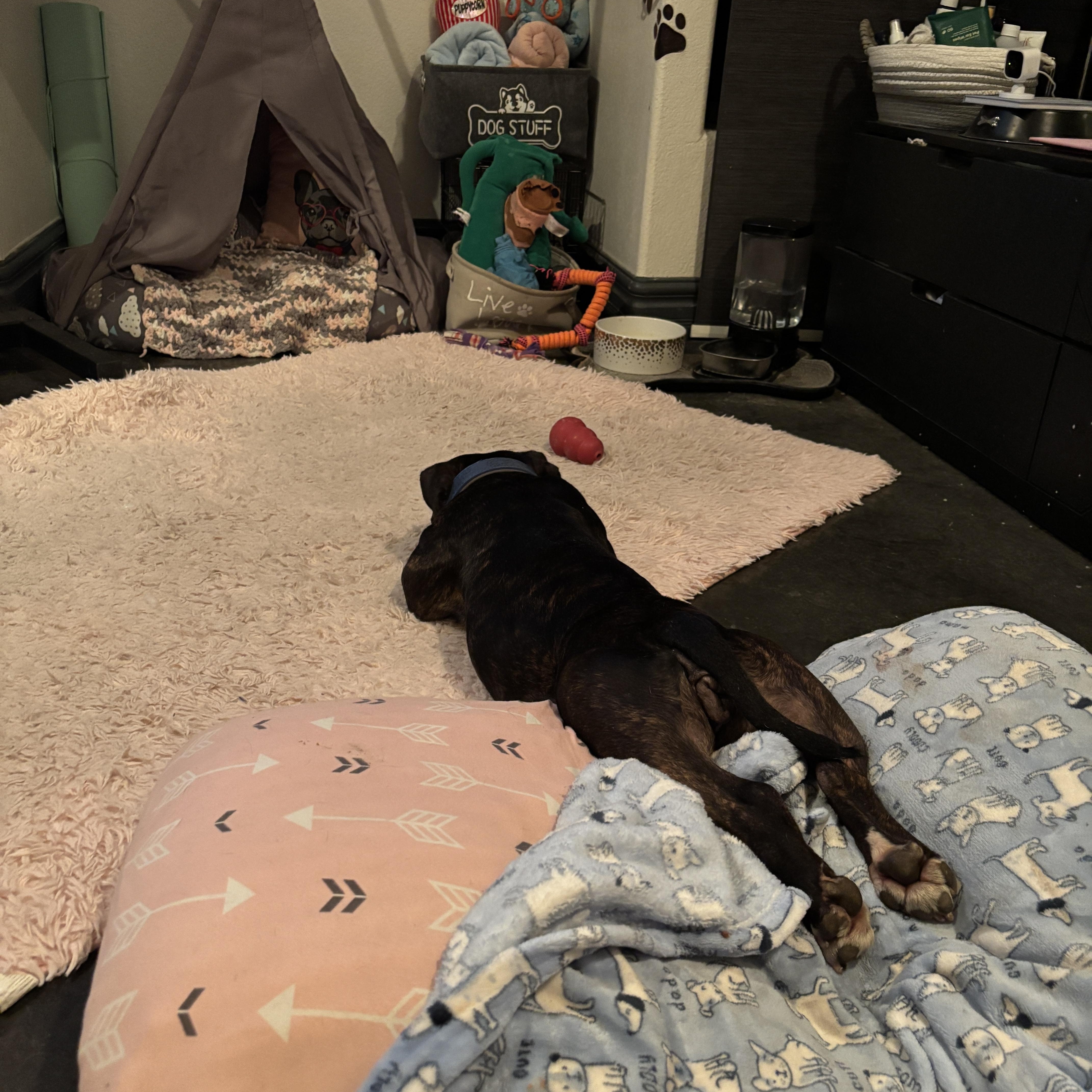 Enlarge Birdie, a Adopted American Bully in Las Vegas, NV image 2/6