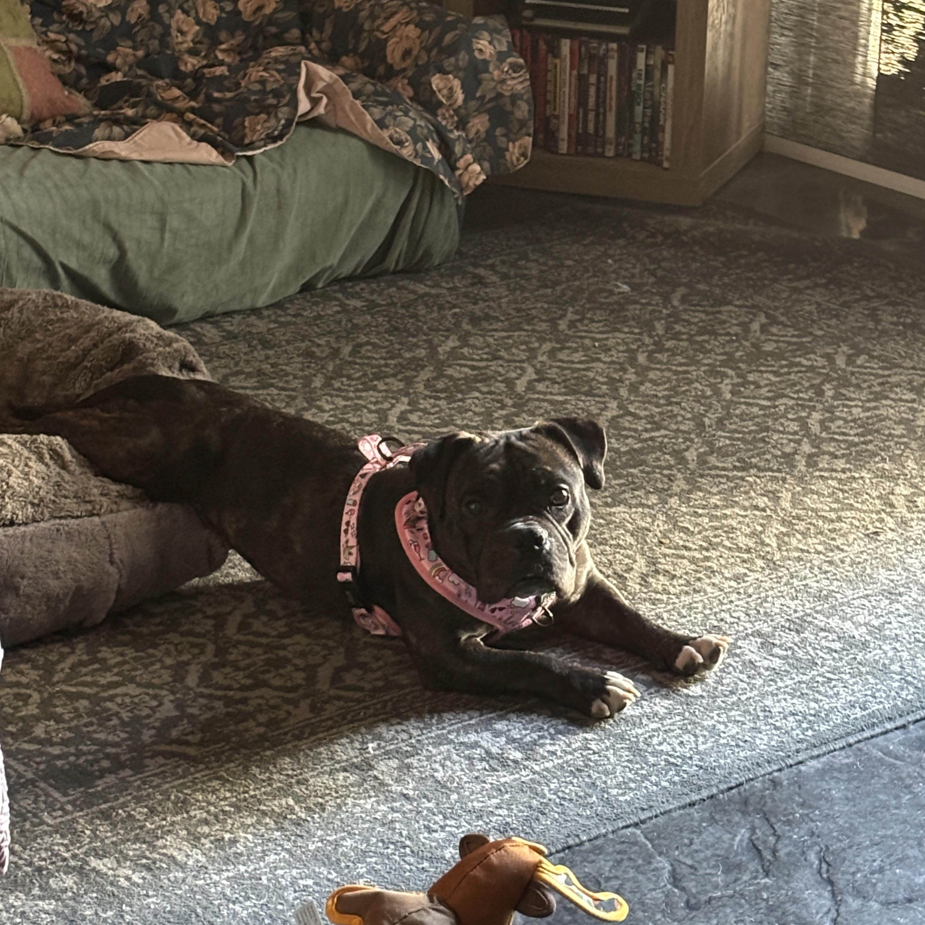 Enlarge Birdie, a Adopted American Bully in Las Vegas, NV image 4/6