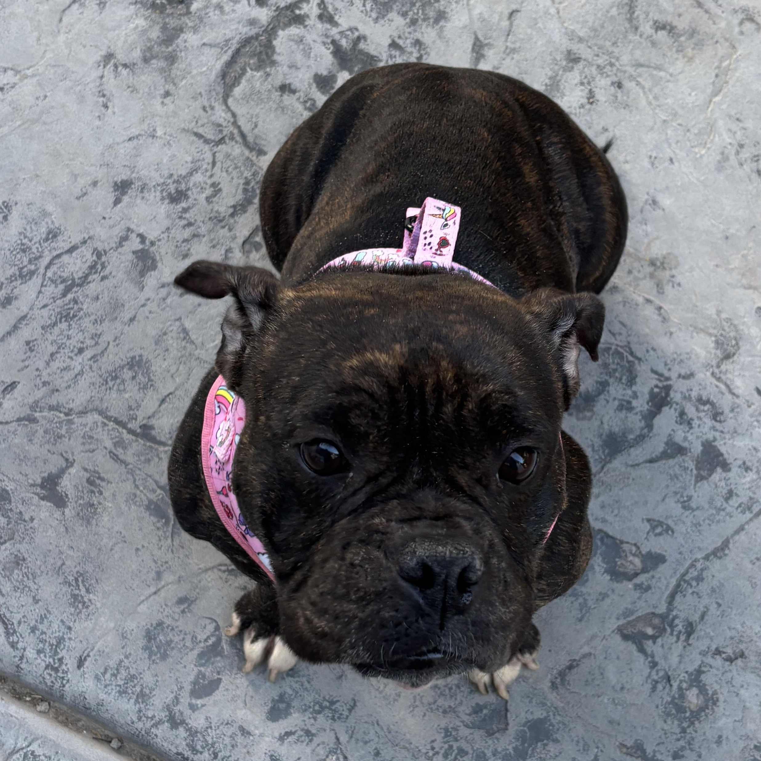 Enlarge Birdie, a Adopted American Bully in Las Vegas, NV image 5/6