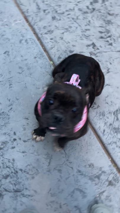 Enlarge Birdie, a Adopted American Bully in Las Vegas, NV video 6/6