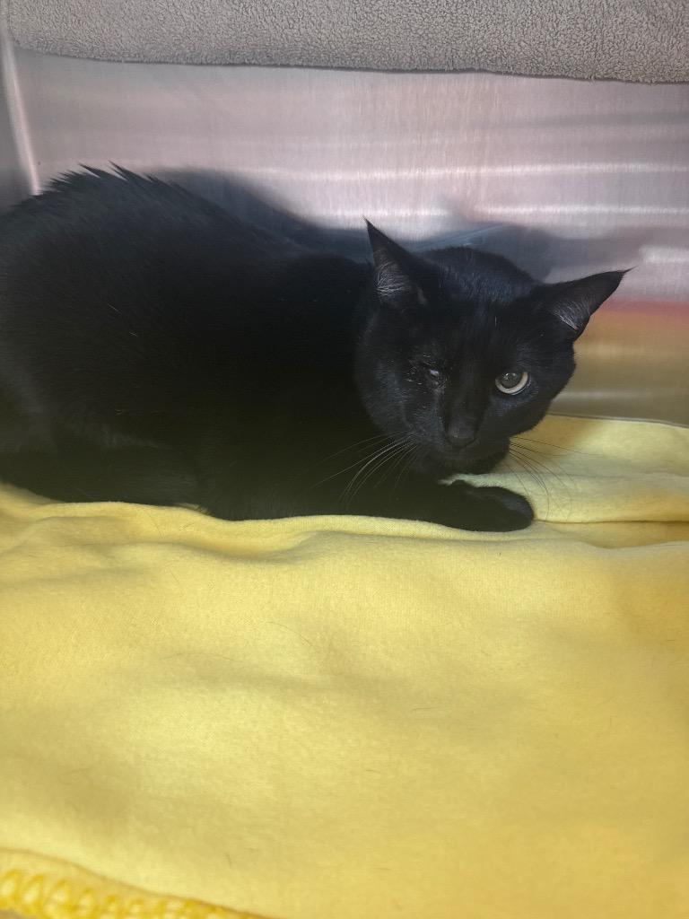 Sir, Adoptable, Adult Male Domestic Short Hair.