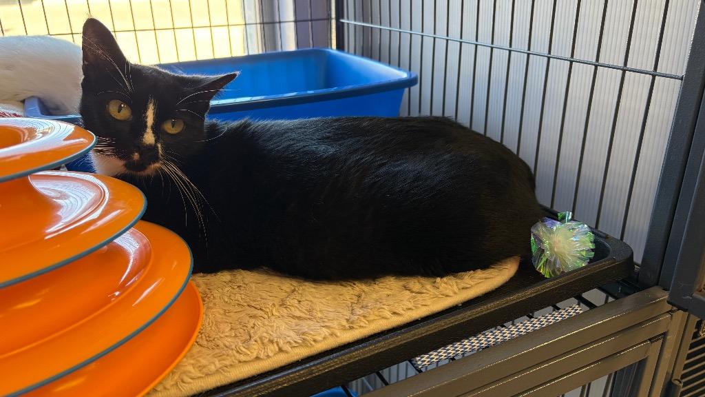 Enlarge Amora, a Adoptable Domestic Short Hair in Lewisville, TX image 1/6