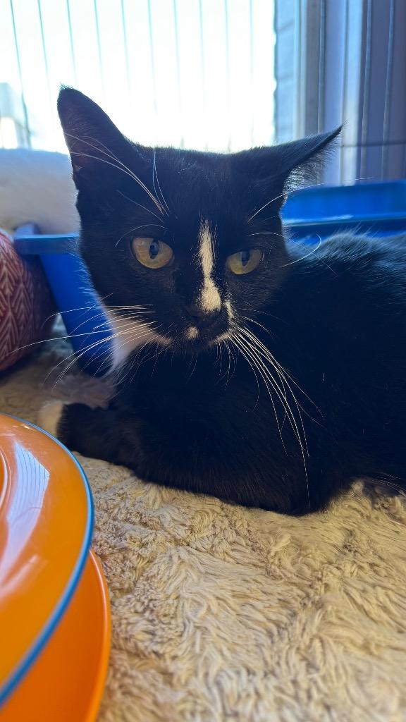 Enlarge Amora, a Adoptable Domestic Short Hair in Lewisville, TX image 2/6