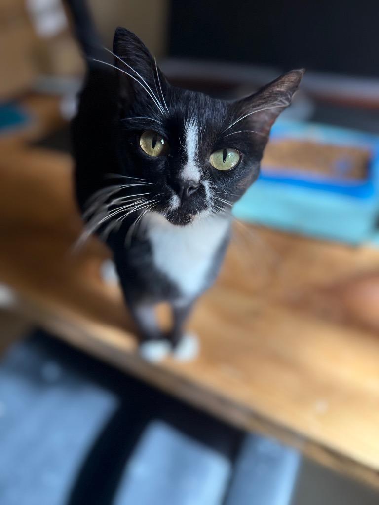 Enlarge Amora, a Adoptable Domestic Short Hair in Lewisville, TX image 3/6