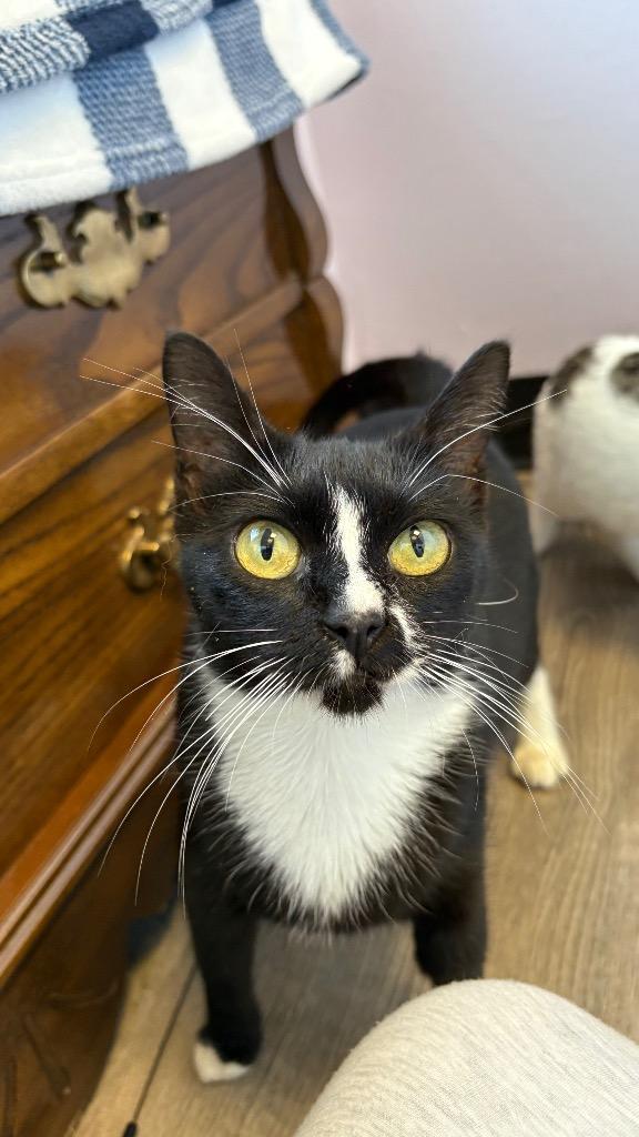 Enlarge Amora, a Adoptable Domestic Short Hair in Lewisville, TX image 4/6