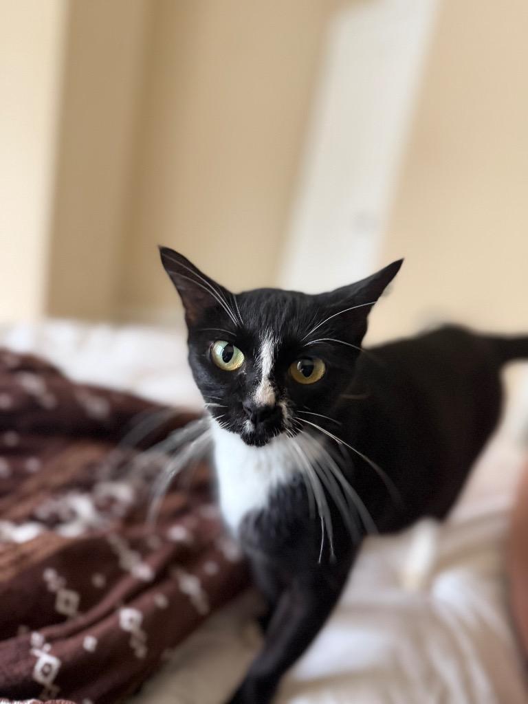 Enlarge Amora, a Adoptable Domestic Short Hair in Lewisville, TX image 5/6