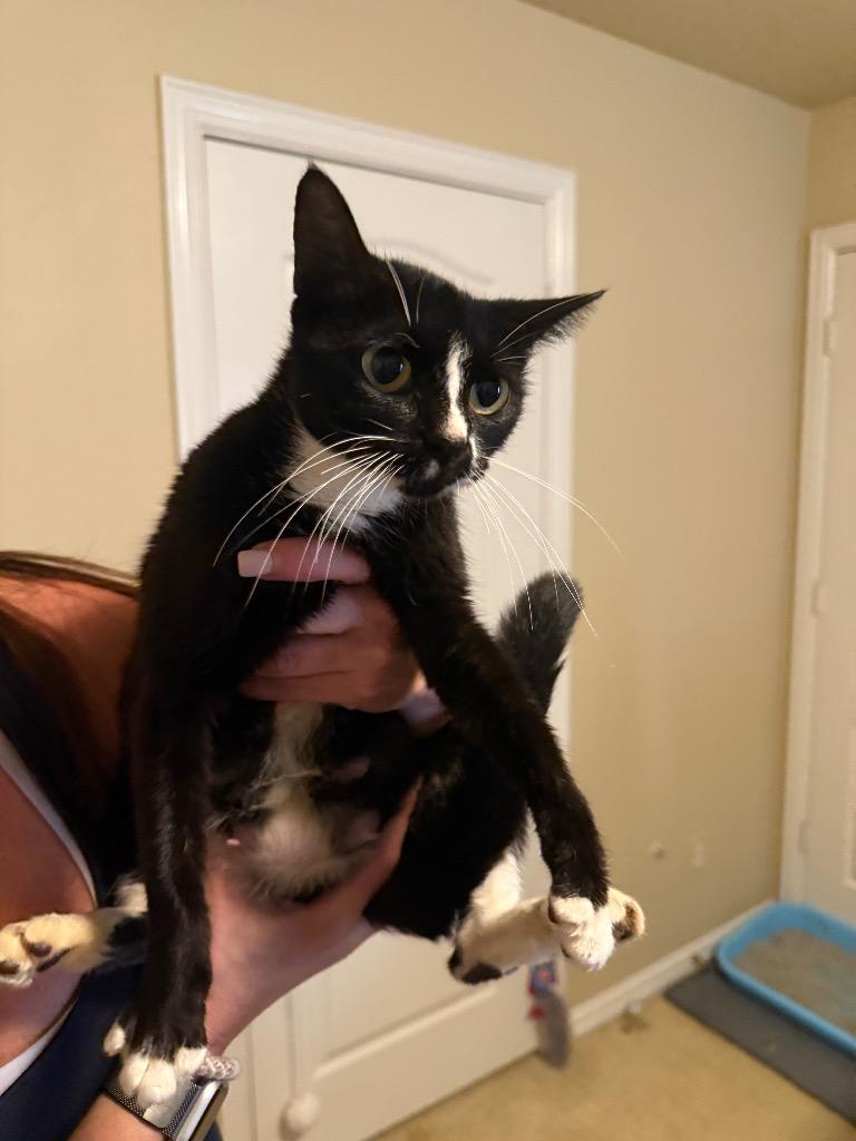 Enlarge Amora, a Adoptable Domestic Short Hair in Lewisville, TX image 6/6