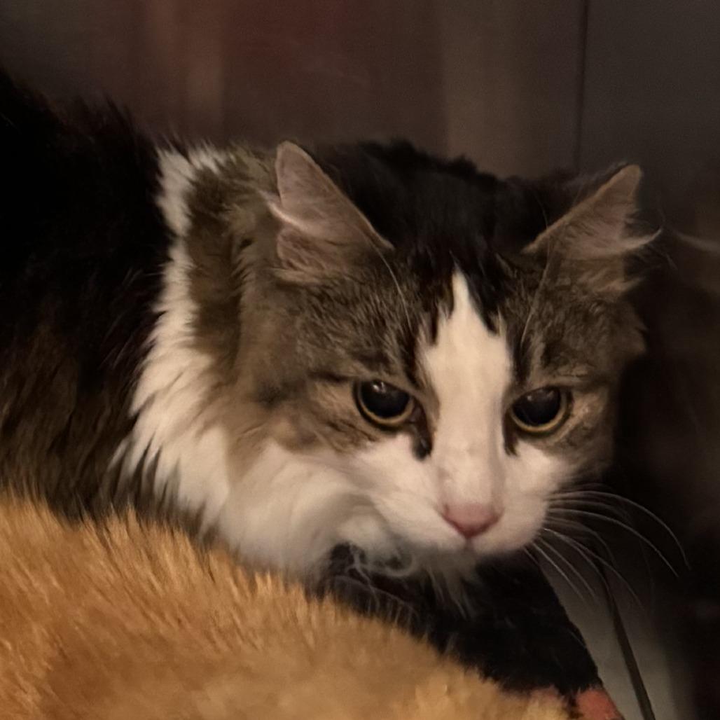 Lucy Lu, Adoptable, Senior Female Domestic Medium Hair.