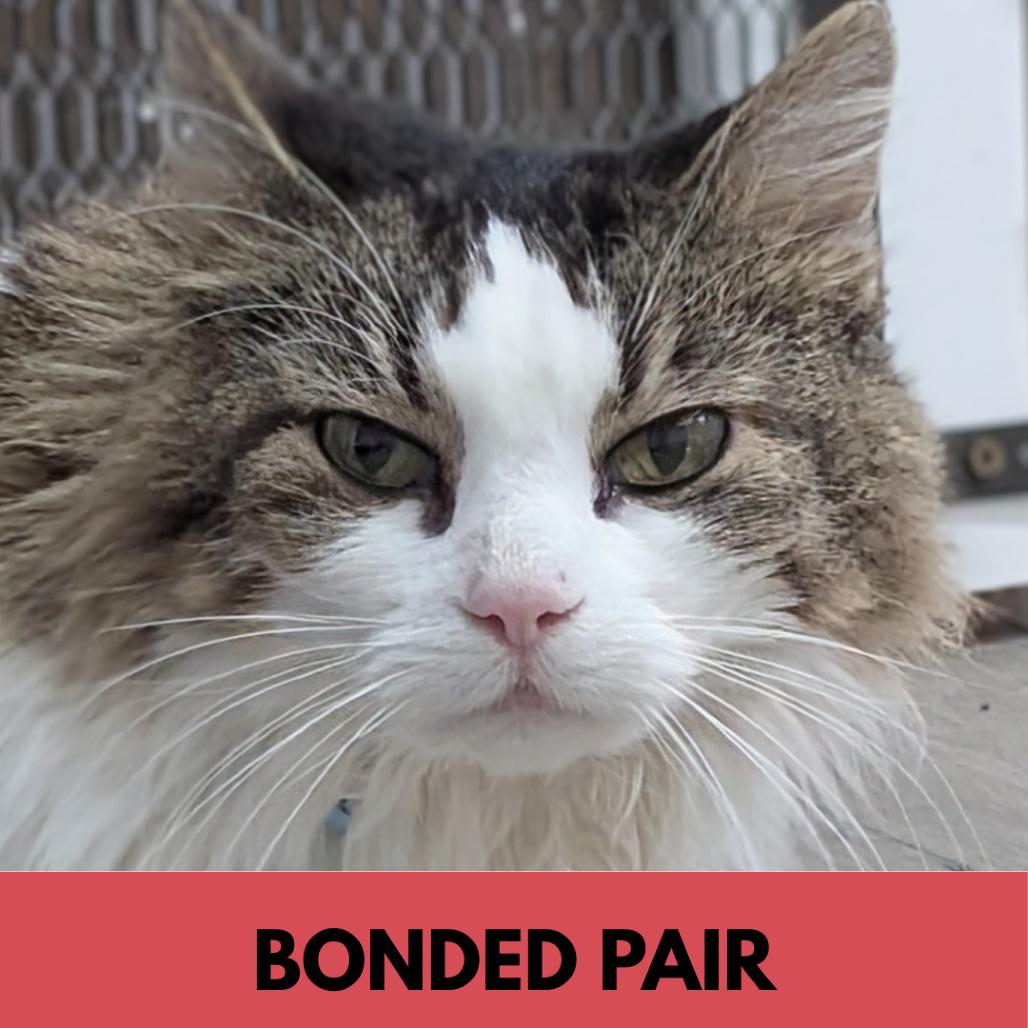 Enlarge Lucy Lu, a Adoptable Domestic Medium Hair in Lakewood, CO image 2/4