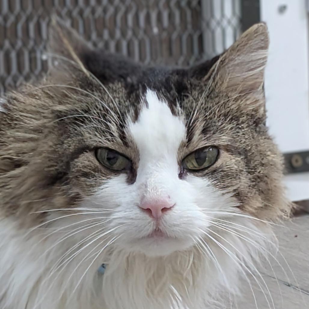 Enlarge Lucy Lu, a Adoptable Domestic Medium Hair in Lakewood, CO image 3/4