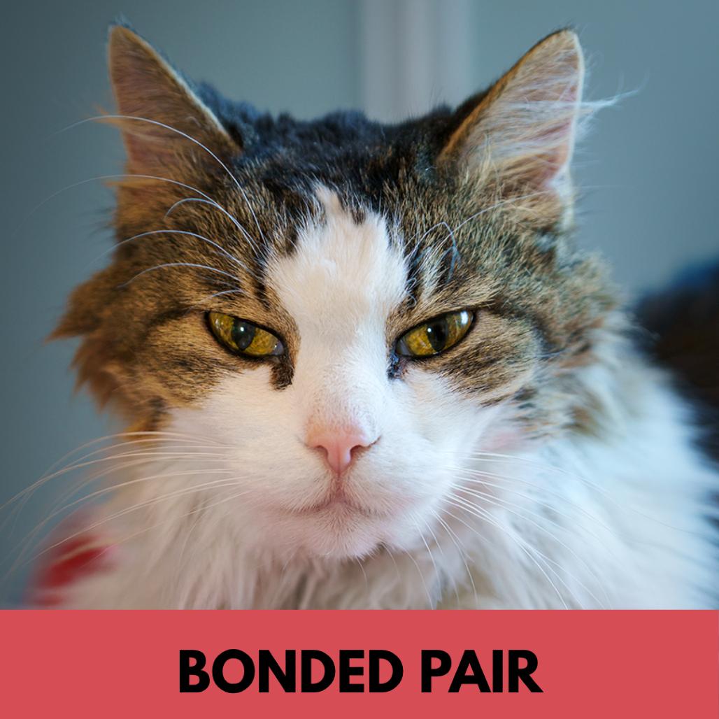 Enlarge Lucy Lu, a Adoptable Domestic Medium Hair in Lakewood, CO image 4/6