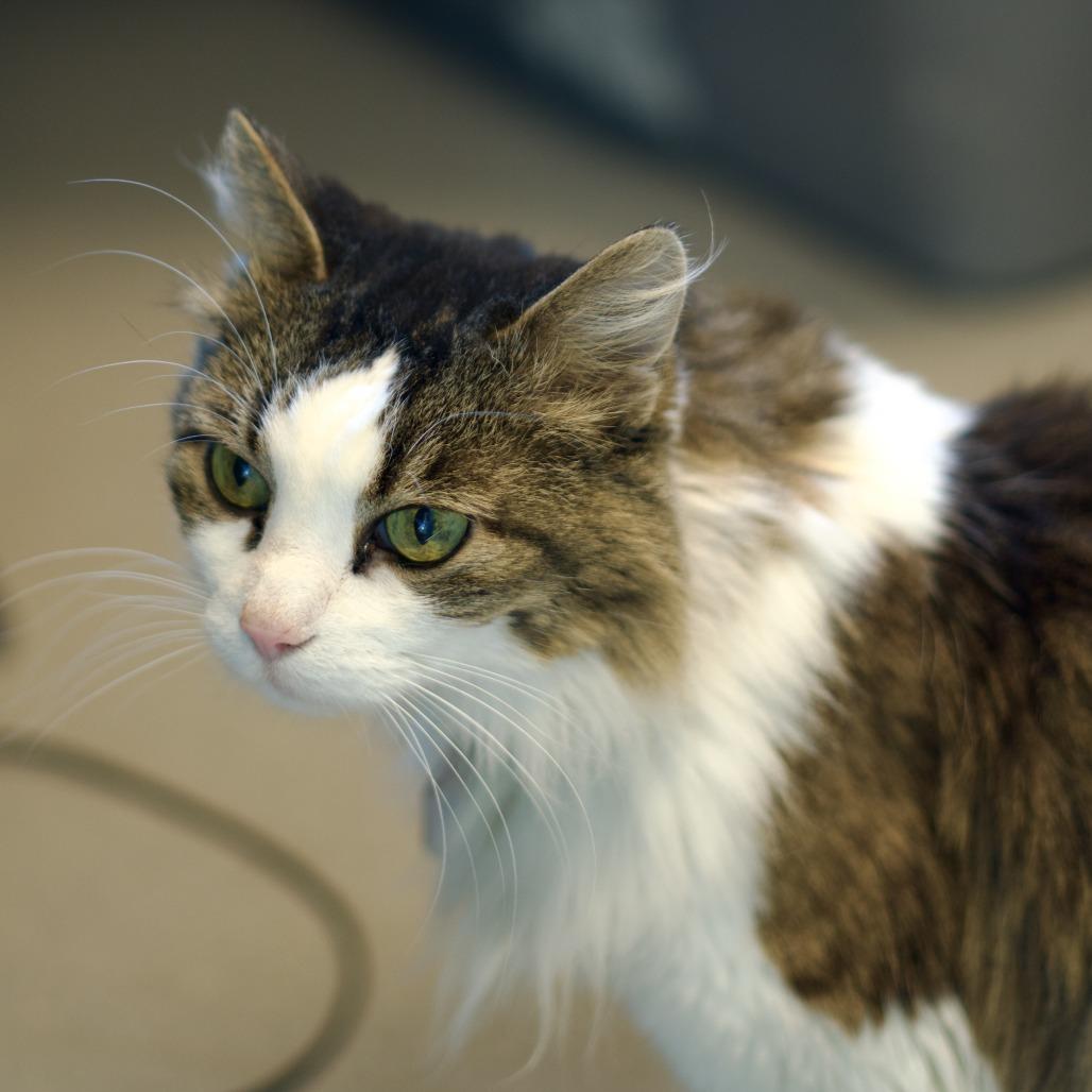 Enlarge Lucy Lu, a Adoptable Domestic Medium Hair in Lakewood, CO image 5/6