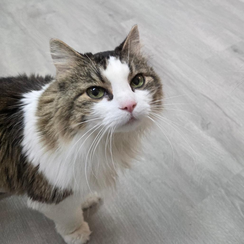 Enlarge Lucy Lu, a Adoptable Domestic Medium Hair in Lakewood, CO image 4/4