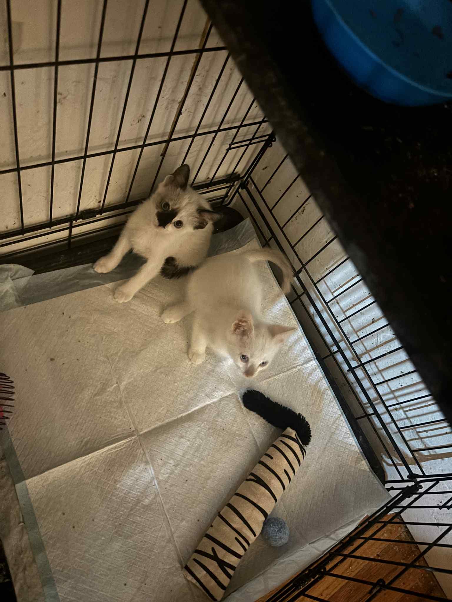 Natasha Romanoff ( Erin )