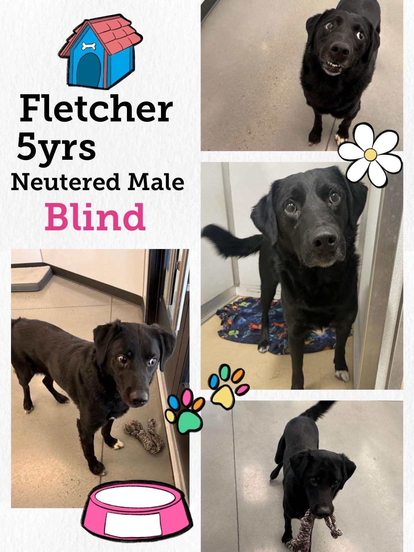 Enlarge Fletcher, a Adoptable mixed breed in Brigham City, UT image 1/1