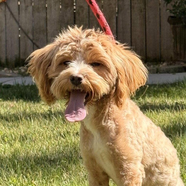 SERENITY, a Adopted Cockapoo in NEWTOWN, PA image 1/3