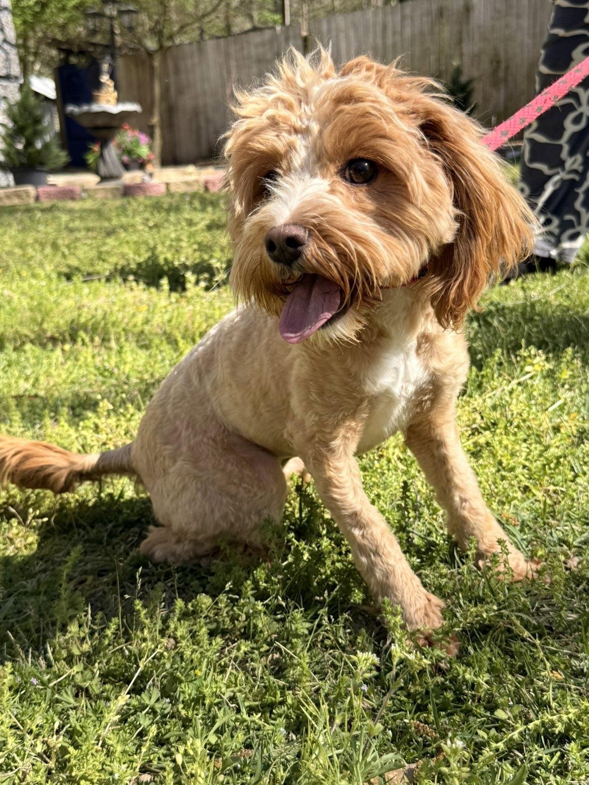 SERENITY, a Adopted Cockapoo in NEWTOWN, PA image 3/3