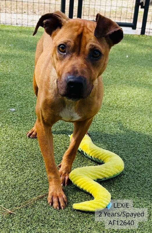 Lexie, Adoptable, Adult Female Pit Bull Terrier.