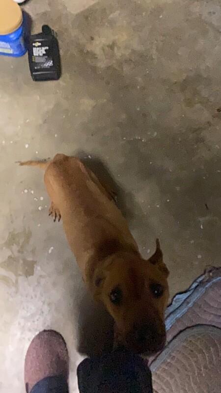 Enlarge Lexie, a Adoptable Pit Bull Terrier in Supply, NC image 2/2