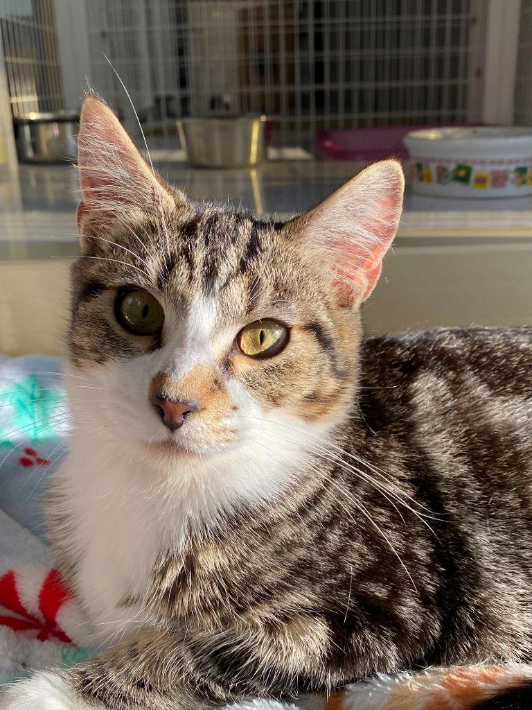 25-25 Yoshi, a Adoptable Domestic Short Hair in St. Helens, OR image 1/2