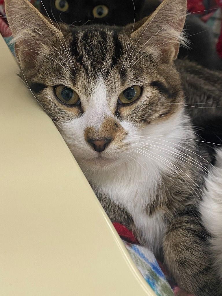 25-25 Yoshi, a Adoptable Domestic Short Hair in St. Helens, OR image 2/2