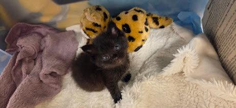 Joseph, a Adoptable Domestic Short Hair in Williamsburg, IA image 1/3