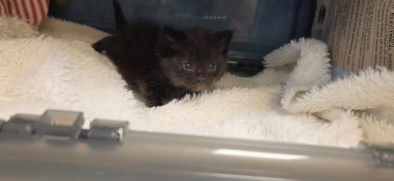 Joseph, a Adoptable Domestic Short Hair in Williamsburg, IA image 2/3