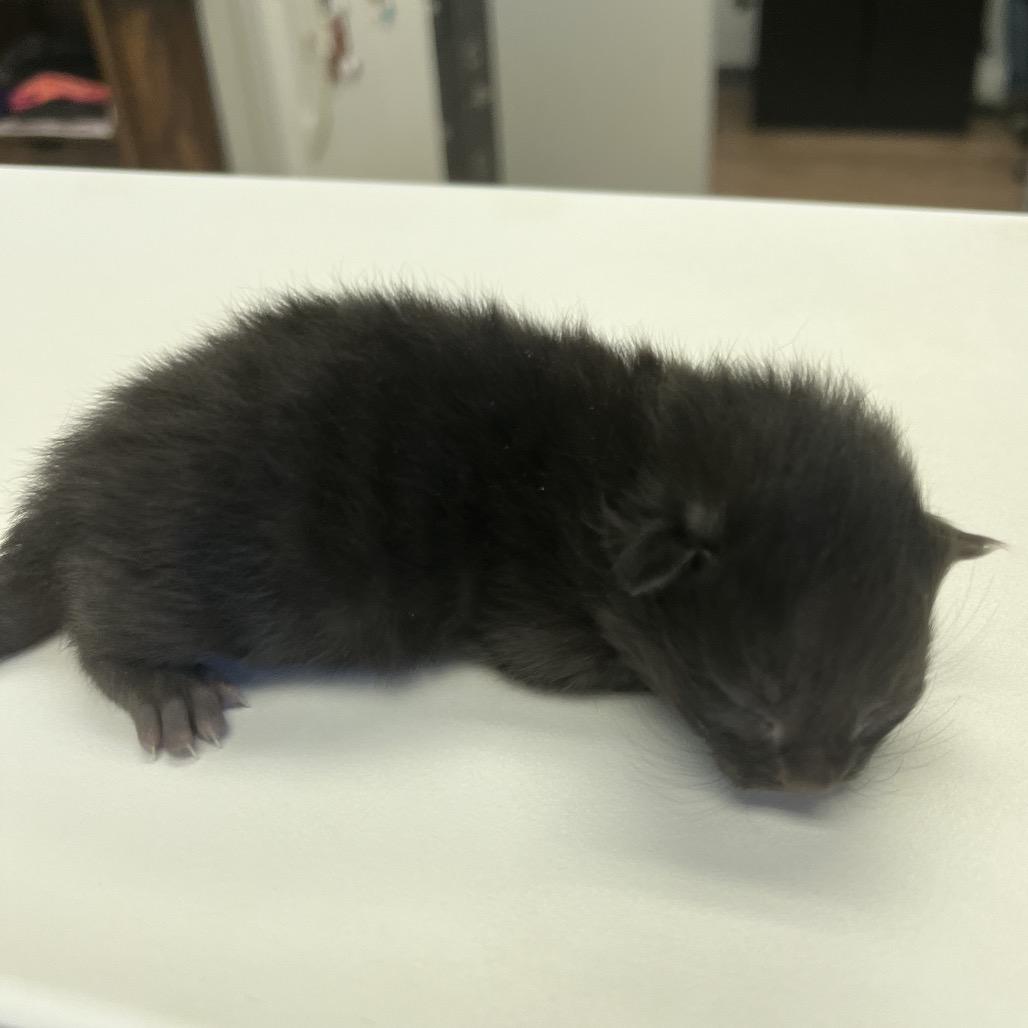 Enlarge Mint, a Adoptable mixed breed in Morganfield, KY image 2/2