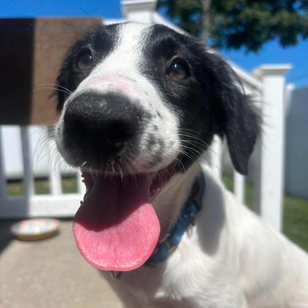 Enlarge Sarah, an adopted Mixed Breed in Yaphank, NY image 2/5