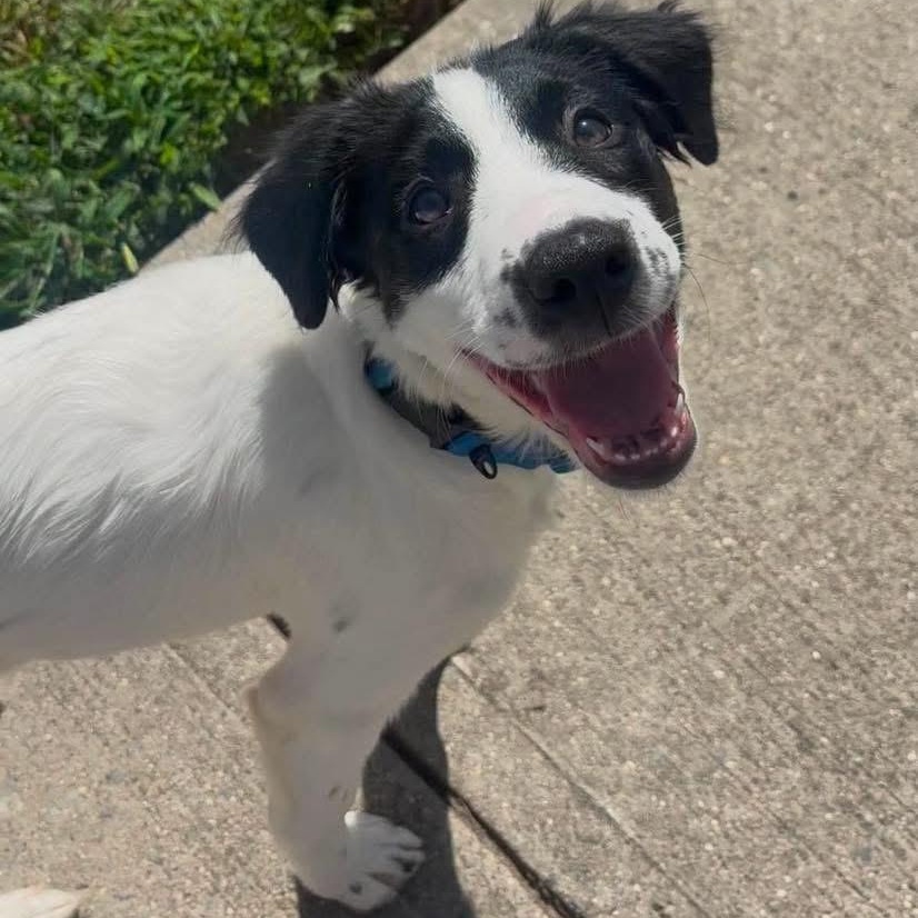 Sarah, adopted, Puppy Female Mixed Breed.