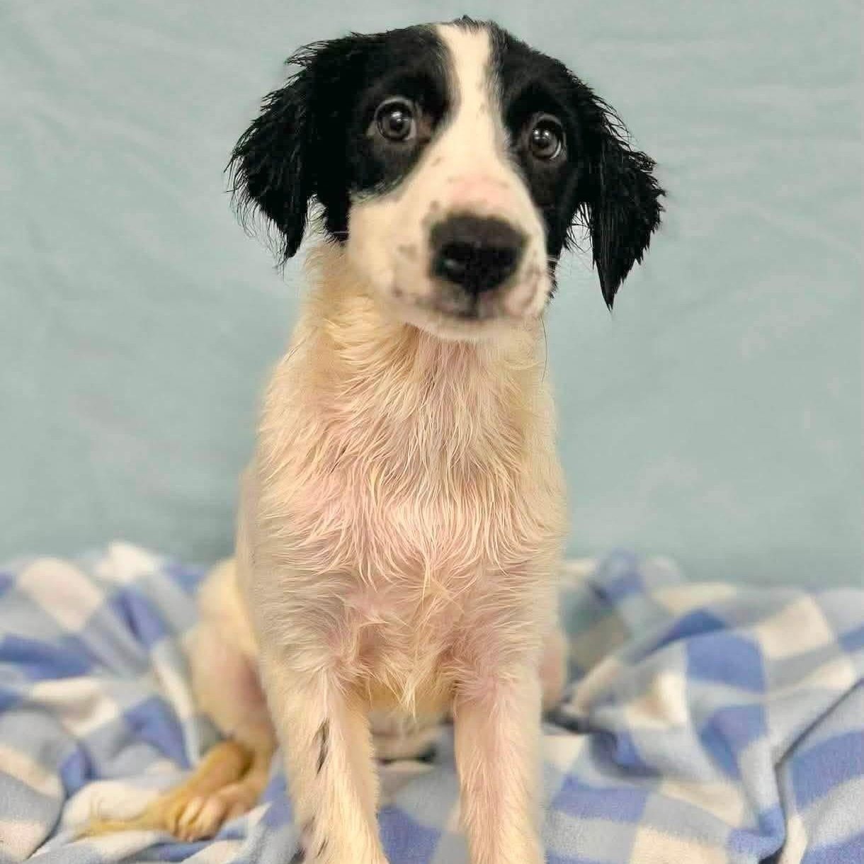 Enlarge Sarah, an adopted Mixed Breed in Yaphank, NY image 3/5