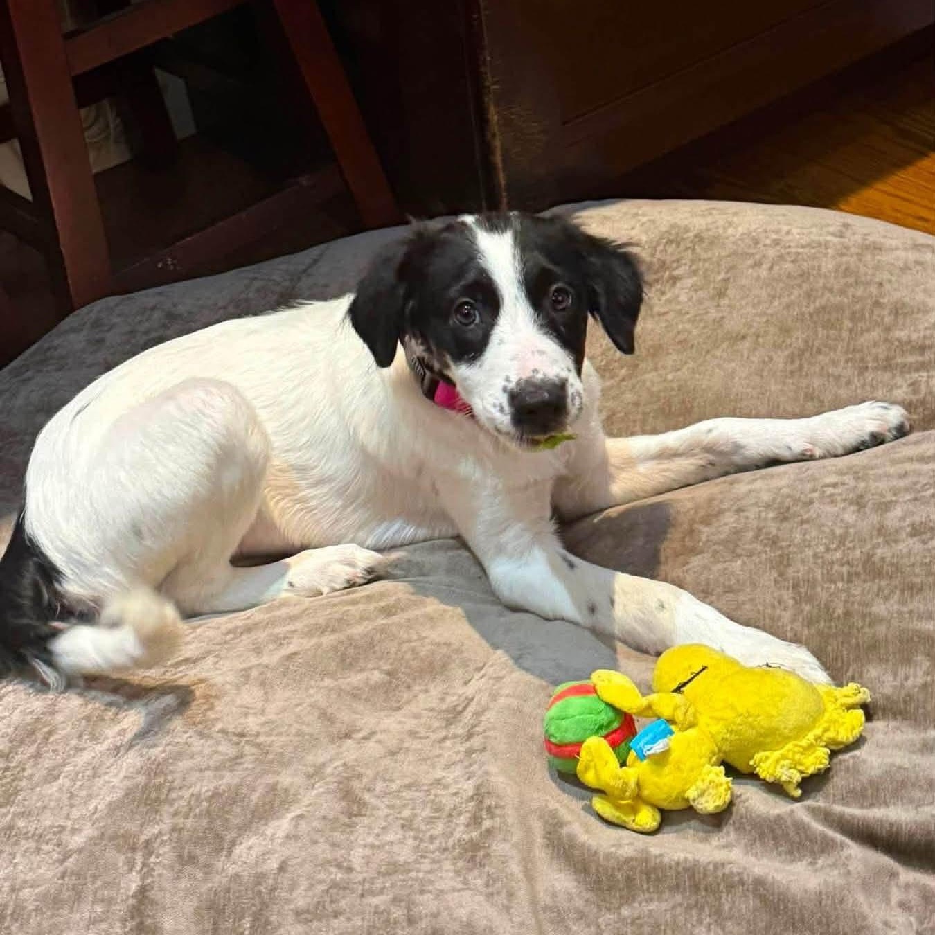 Enlarge Sarah, an adopted Mixed Breed in Yaphank, NY image 4/5