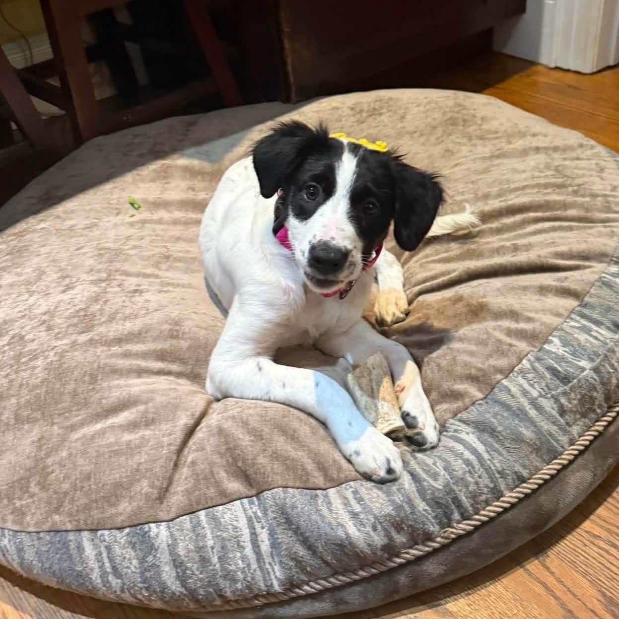 Enlarge Sarah, an adopted Mixed Breed in Yaphank, NY image 5/5