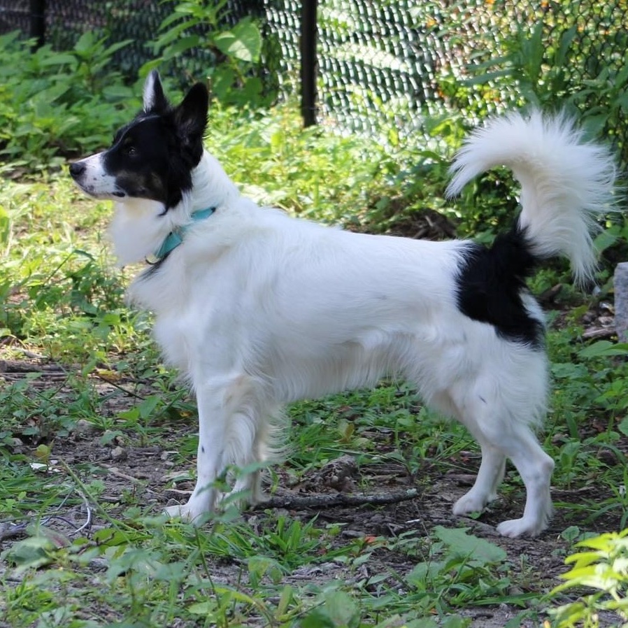 Ryder photo 3