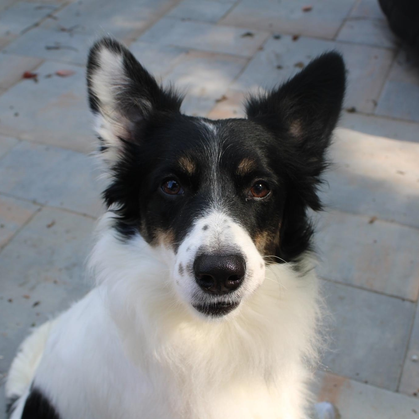 Ryder, Adult Male unknown