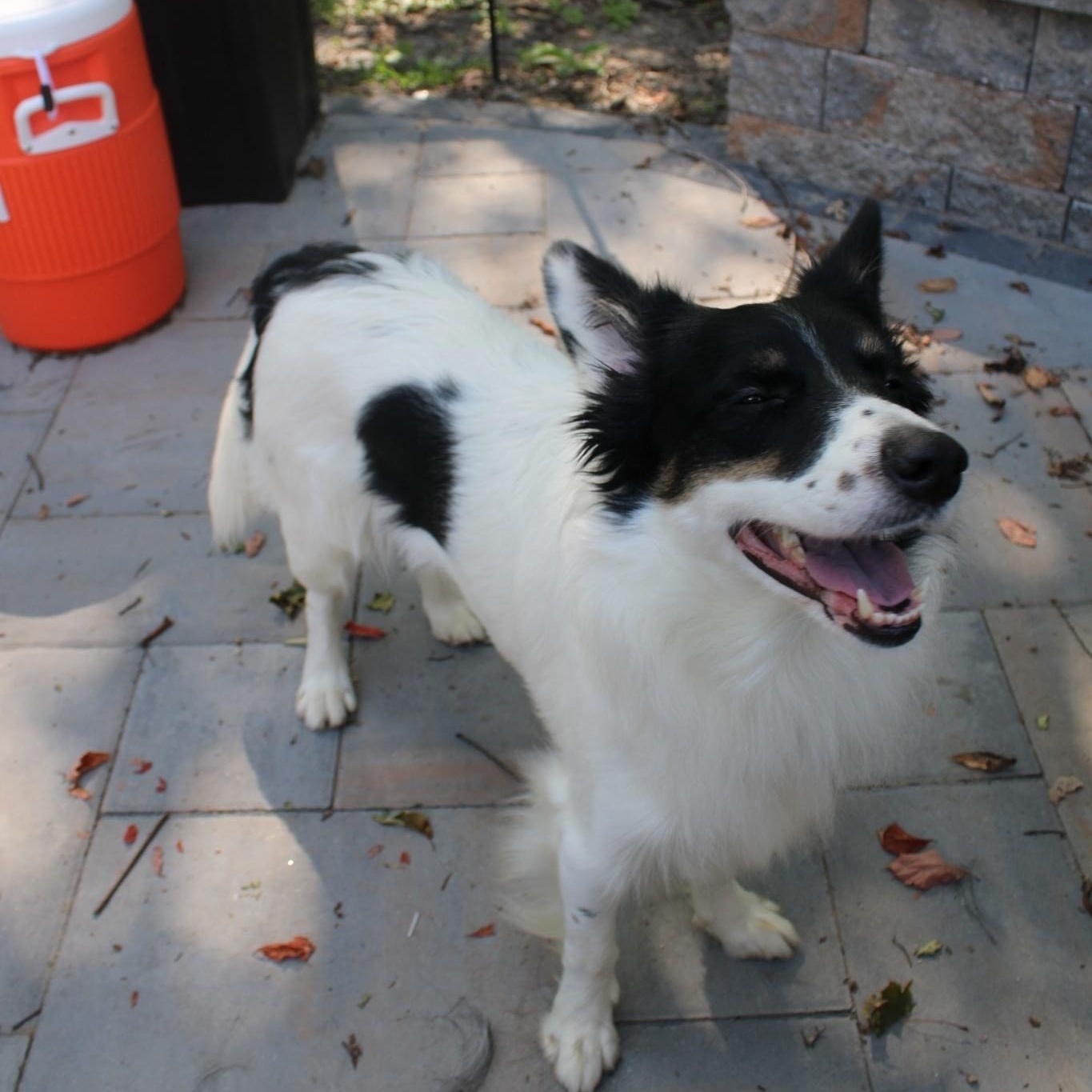 Ryder photo 2