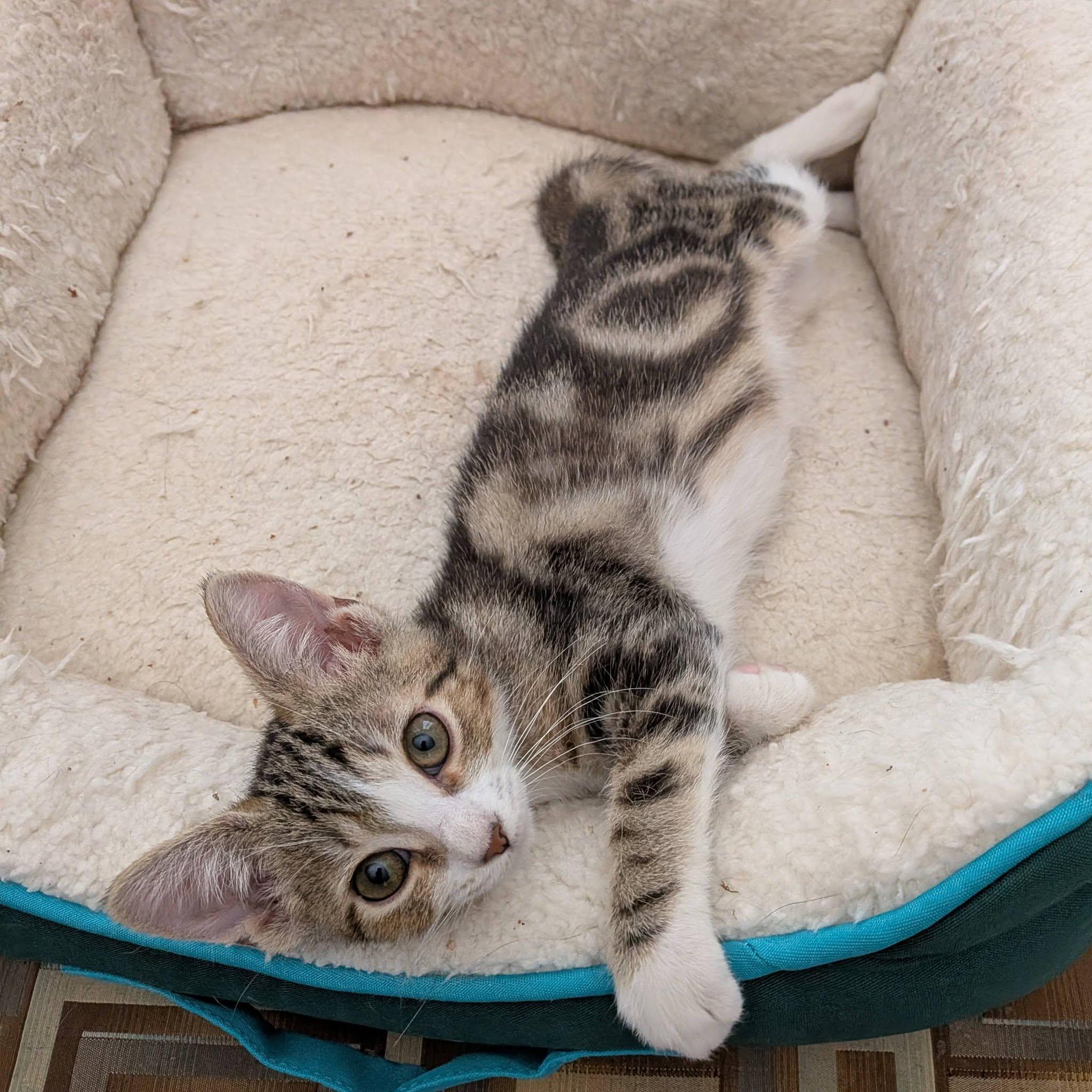 Etta, an adopted Domestic Short Hair in Queen Creek, AZ image 3/6
