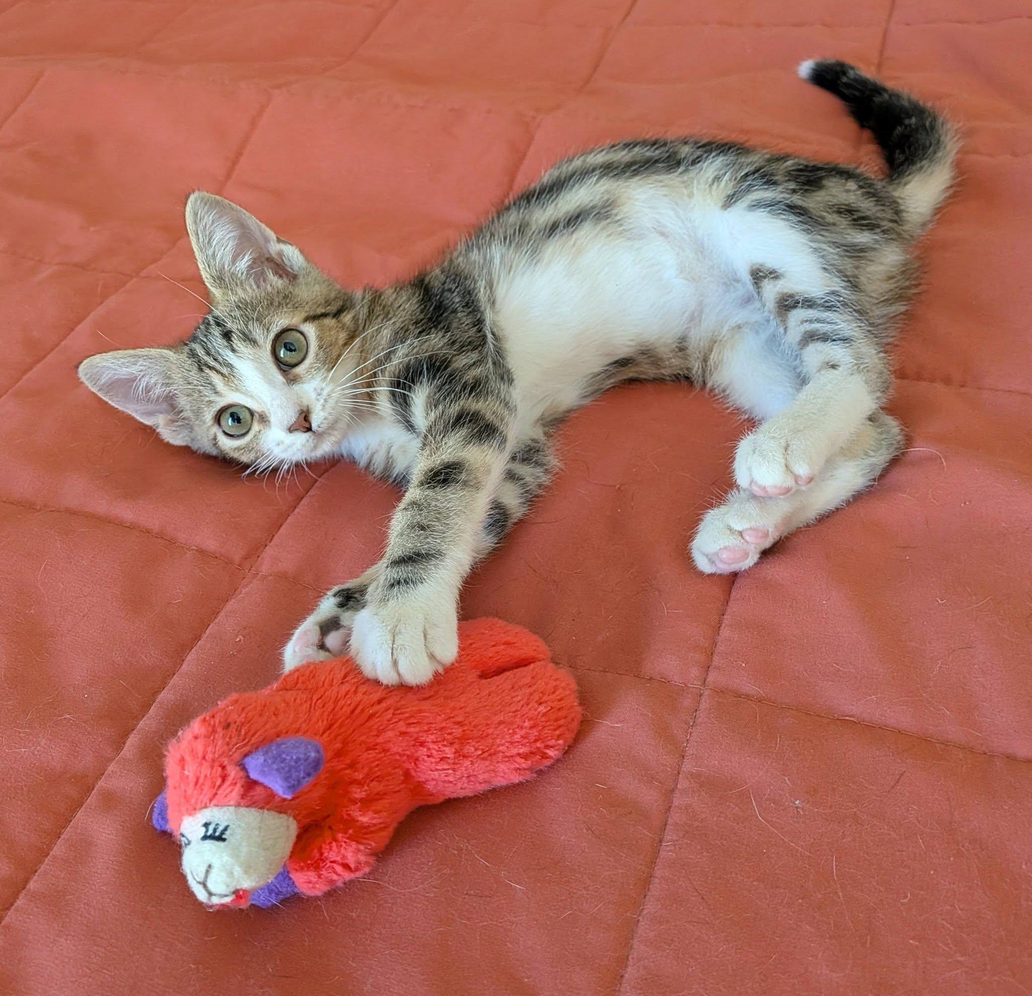 Etta, an adopted Domestic Short Hair in Queen Creek, AZ image 6/6