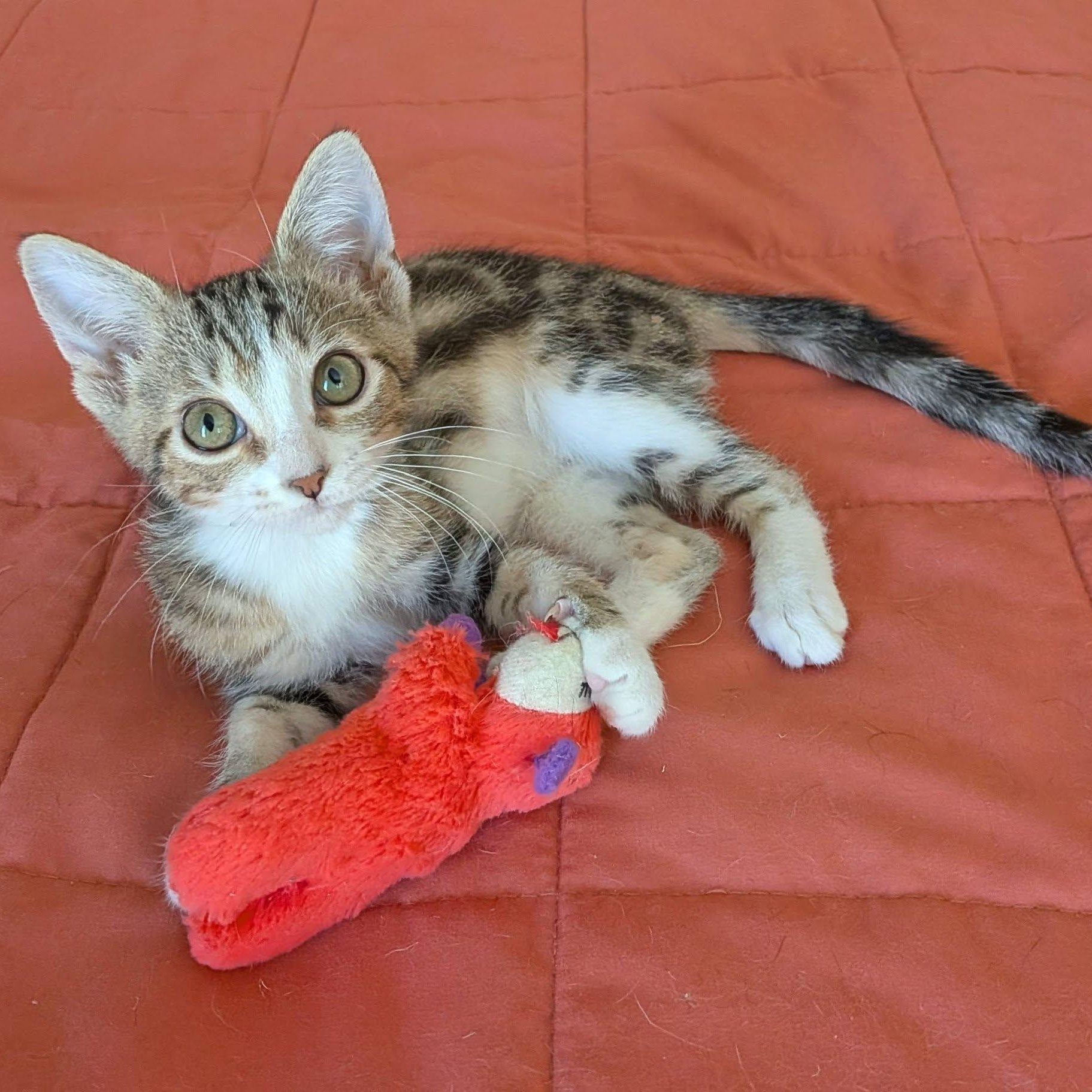Etta, an adopted Domestic Short Hair in Queen Creek, AZ image 2/6