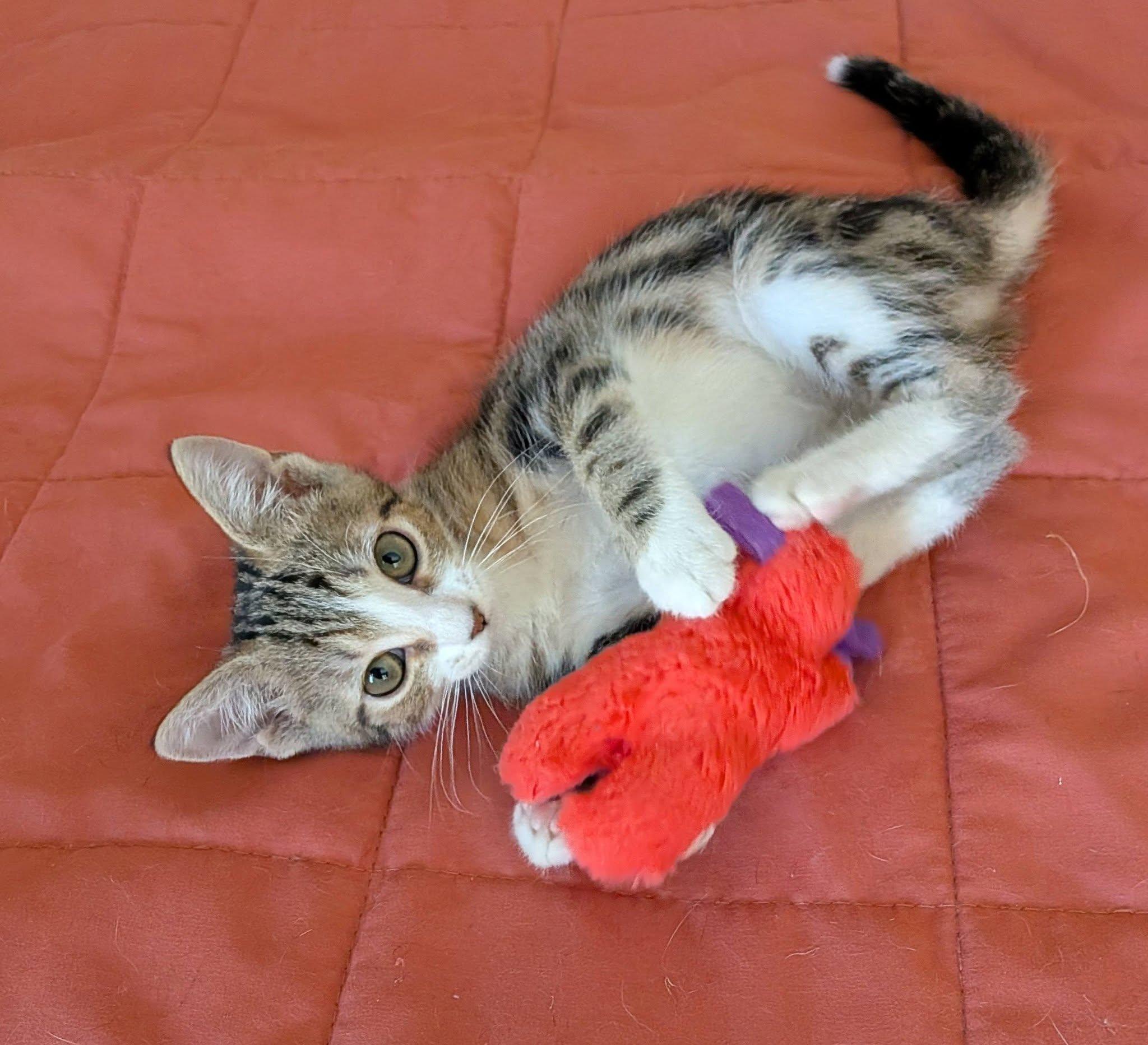 Etta, an adopted Domestic Short Hair in Queen Creek, AZ image 5/6