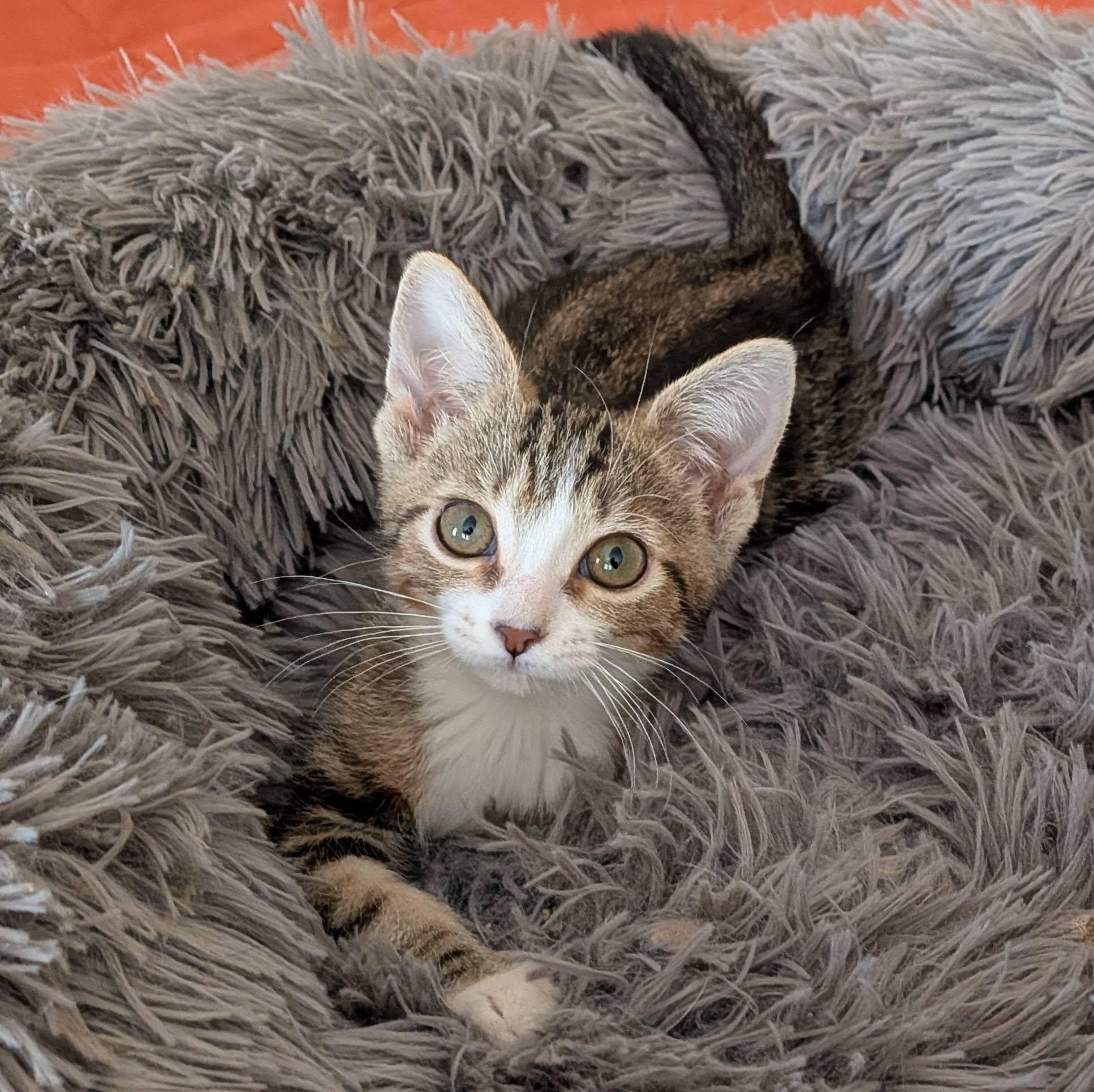 Etta, an adopted Domestic Short Hair in Queen Creek, AZ image 1/6