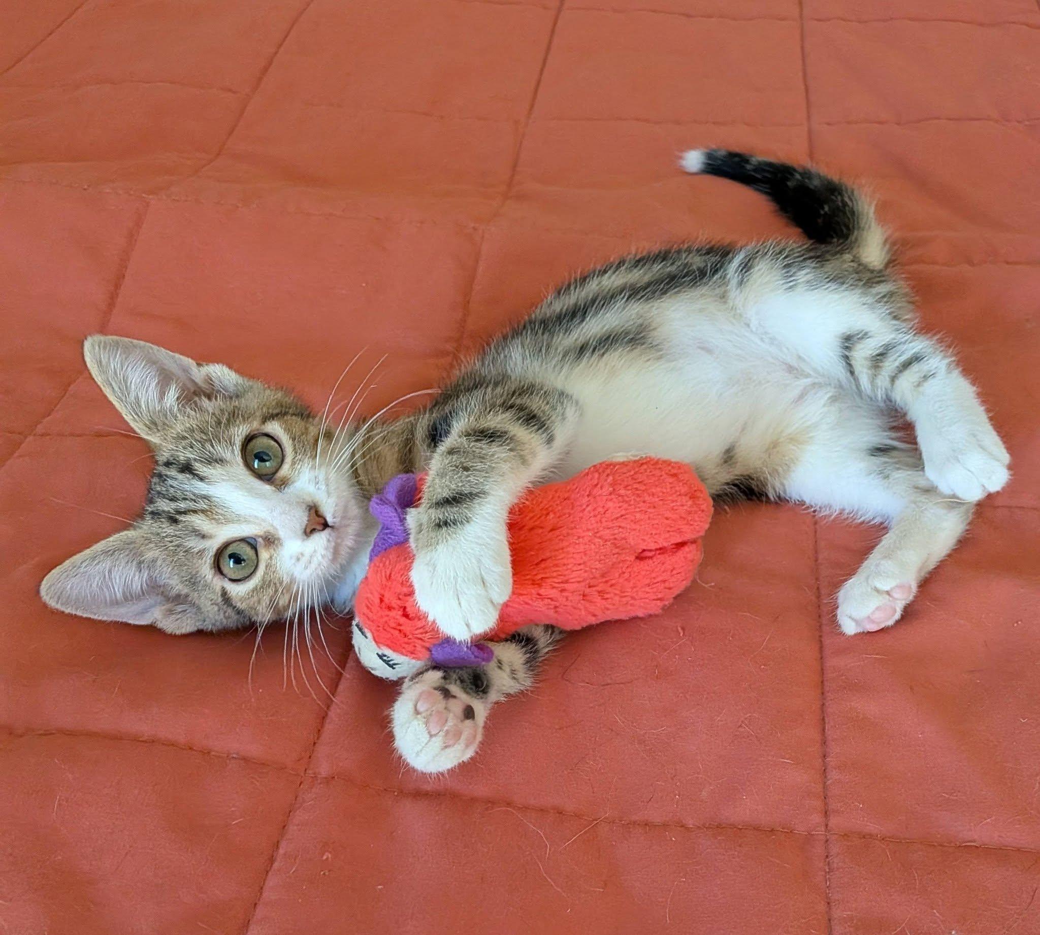 Etta, an adopted Domestic Short Hair in Queen Creek, AZ image 4/6
